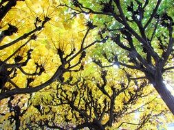 deciduous forest in autumn close up