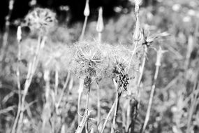 dandelion dried plants