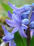 blue hyacinth on a branch close-up