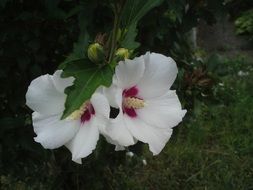 white and purple summer flower