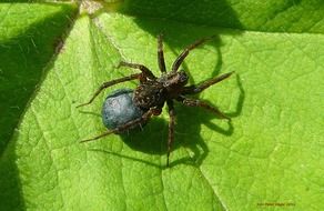 magnificent spider insect