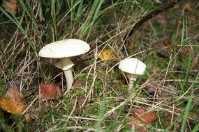 Mushrooms among leaves and grass