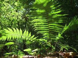 green spring fern in the forest
