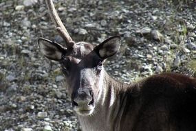 deer with one horn in nature