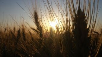 cereals plantation sunny landscape close