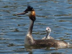 Mother bird with the baby in the water