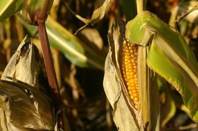 Corn in the shell in a field