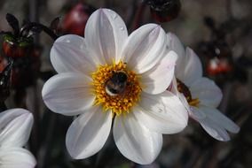 cute white flower of anemones
