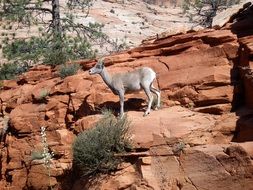 desert bighorn sheep