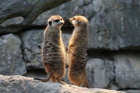 two cute meerkat animals