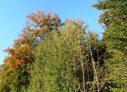 multicolored tree crowns in autumn forest