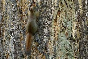 squirrel rodent on the tree wildlife