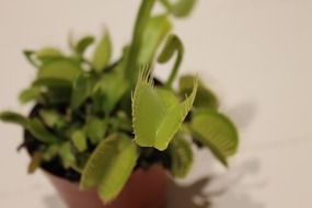 Green venus fly trap