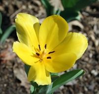 yellow bright tulip is a spring flower