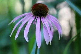 pastel purple aster closeup