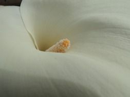 Macro photo of white natural flower