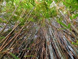 bamboo grove, bottom view
