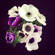 bouquet of bright anemones at dark background