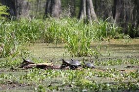 turtles in the swamp