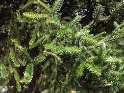 spanish fir