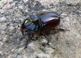 closeup picture of black beetle on a stone