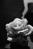 rose in black and white background