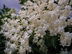 hollunder flowers
