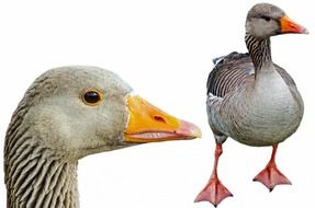 greylag clipping path birds