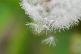 dandelion fluff on green background