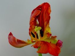 withered tulip flower
