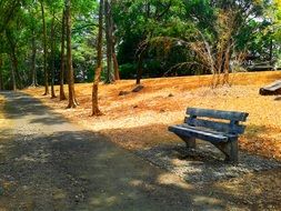 lonely bench in a beautiful park