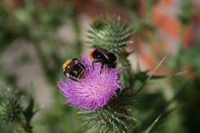 bumblebees on a purple flower