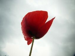 red poppy bud with the background of grey sky