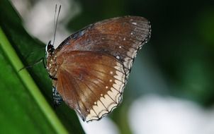 macro photo of elymnias hypermnestra butterfly