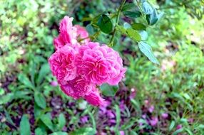 Beautiful Colorful Rose Flowers In The Garden