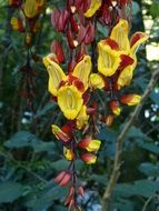 exotic tropical flower blossom