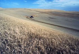 field of dry wheat under the blue sky