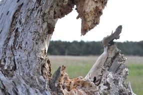 rotten stump on the background of a green meadow