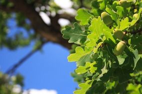 young green oak leaves