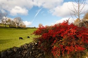 bright red bush in a beautiful landscape
