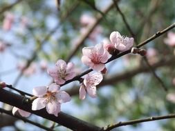 peach flower