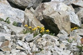 yellow flowers among the rocks