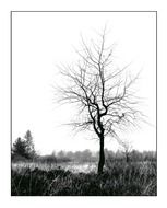 winter white sky tree individually