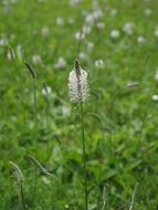 hoary plantain in green meadow closeup