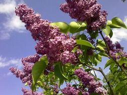 irresistible violet lilac
