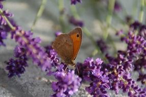 brown butterfly on purple flower