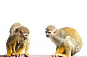 two cute monkeys on a white background