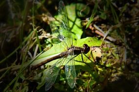 extraordinarily beautiful dragonfly