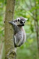 ring-tailed lemur on a tree close-up