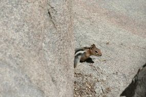 chipmunk on the rock
